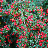 Cotoneaster horizontalis c.s. (Rock Spray Cotoneaster)