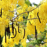 Cassia fistula (Golden Rain Tree)