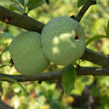 Chaenomeles lagenaria (Common Quince)