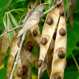 Laburnum anagyroides (vulgare) (Golden Chain Tree)