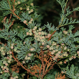 Chamaecyparis thyoides (Atlantic White Cedar)