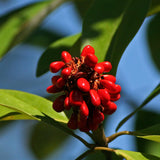 Magnolia virginiana Northern (Sweetbay Magnolia)