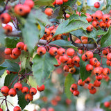 Crataegus viridis (Black Hawthorn)