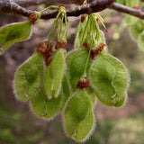 Ulmus americana (American Elm, White Elm, Gray Elm, Swan Elm)