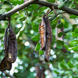 Ceratonia siliqua (Carob Tree, Saint John's Bread, St. John's Bread)