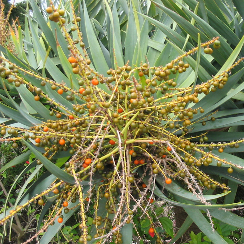 dracaena draco fruit Dracaena draco (Dragon Tree, Canary Islands Dragon Tree, Drago) 0.5 oz (~38 Seeds)