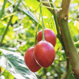 Cyphomandra betaceae (Tomato Tree)