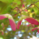 Acer palmatum (Japanese Maple), U.S.A. d.w.