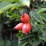 Rosa canina (Brier Rose, Dog Brier, Dog Rose)