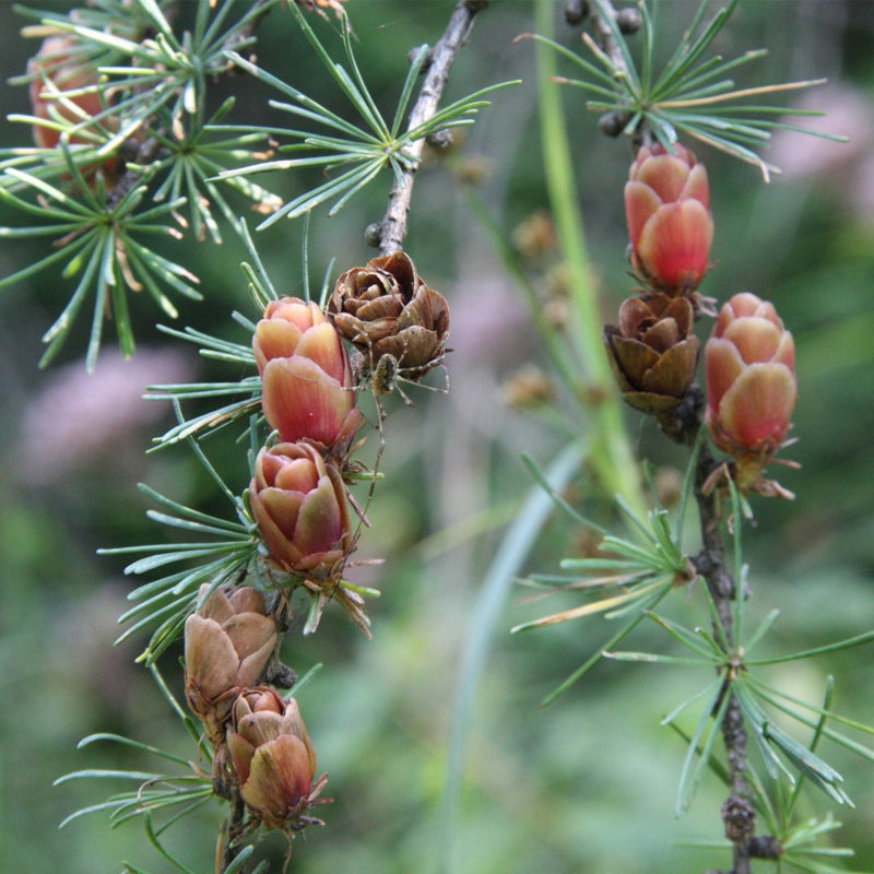 Larix laricina (americana) (American Larch, Tamarack) – MySeedsCo