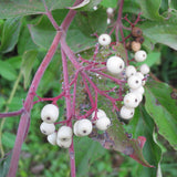 Cornus racemosa (Gray Dogwood, Northern Swamp Dogwood)