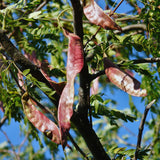 Gleditsia triacanthos inermis (Thornless Honeylocust, Thornless Honey locust)