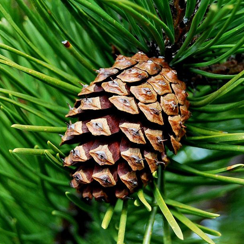 Pinus sylvestris (Scotland) (Scotland sourced Scotch Pine)