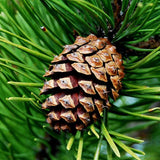 Pinus sylvestris (Scotland) (Scotch Pine (Scotland source))