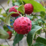 Cornus kousa chinensis (Chinese Dogwood)