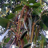 Alnus nitida (Himalayan Alder)