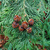 Chamaecyparis lawsoniana (Port Orford Cedar)