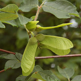 Acer griseum d.w. (Paper Bark Maple)