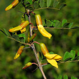 Caragana microphylla (Littleleaf Peashrub)