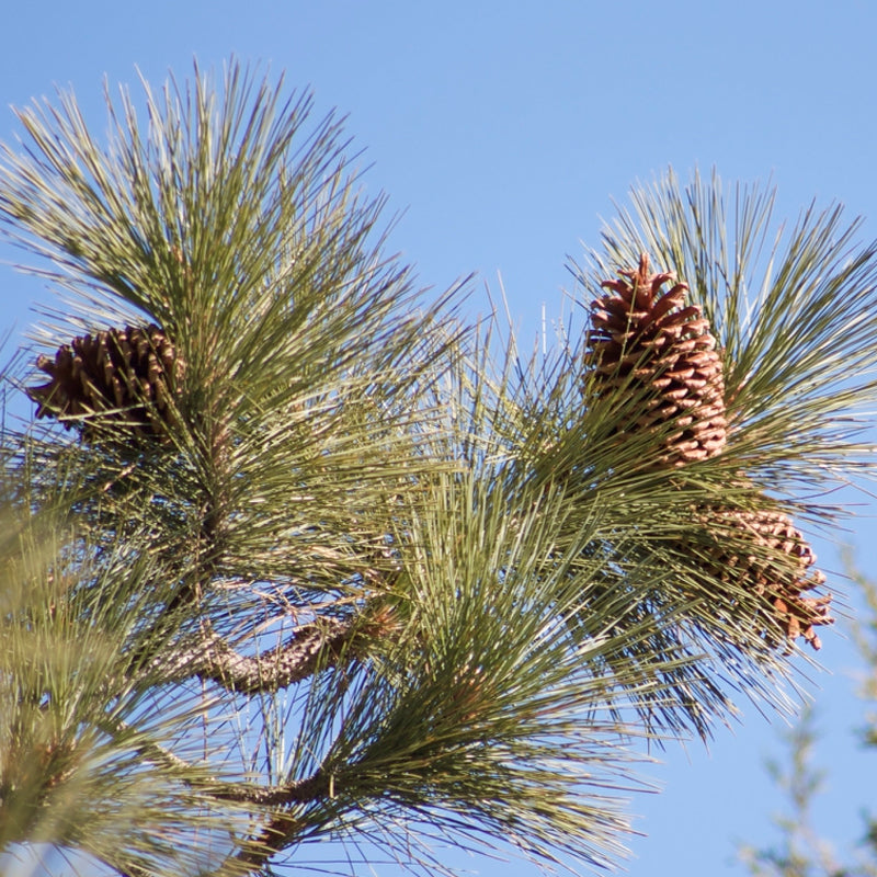 Pinus jeffreyi (Jeffrey Pine)