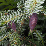 Picea omorika (Serbian Spruce)