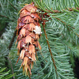 Pseudotsuga menziesii, NM Lincoln (Douglas Fir (NM Lincoln))