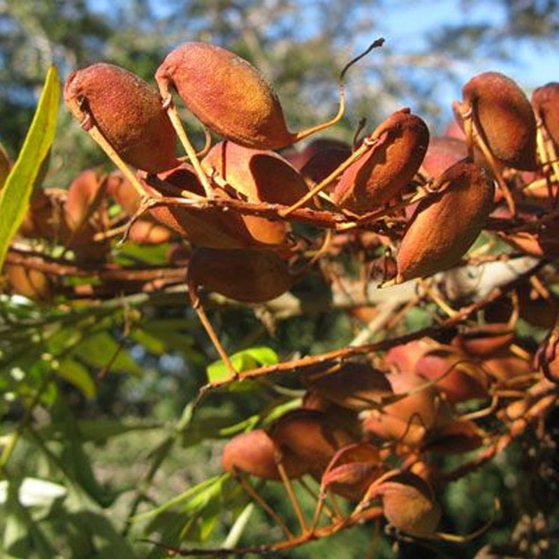 Grevillea robusta (Silk Oak, Southern Silky Oak, Australian Silver Oak)