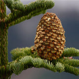 Abies magnifica shastensis (Shasta Red Fir)