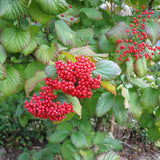 Viburnum dilatatum (Linden Arrowwood, Linden Viburnum)