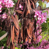 Cercis occidentalis (California Redbud)