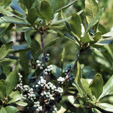 Myrica pensylvanica d.b. (Bayberry)