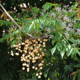 Melia azedarach (China Berry, Bead tree)