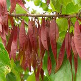 Cercis chinensis (Chinese Redbud)