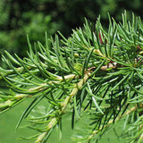 Cedrus libani (Lebanon Cedar)