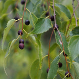 Celtis australis (European Nettle, Lote Tree, Mediterranean Honeyberry)
