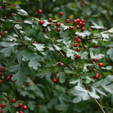 Crataegus monogyna (Single Seed English Hawthorn)