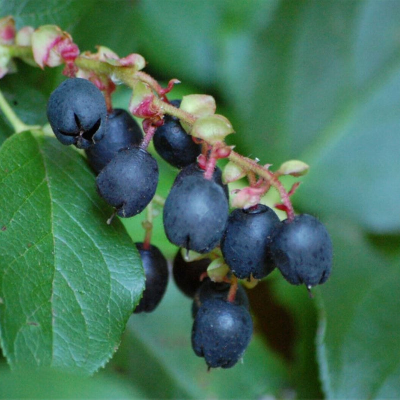 Gaultheria shallon (Shallon, Lemon Leaf) – MySeedsCo
