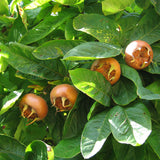 Mespilus germanica (Medlar, Showy Mespilus)