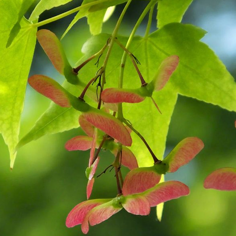 Acer oliverianum d.w. (Oliver Maple)