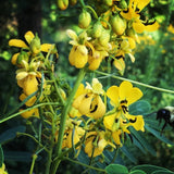 Cassia (Senna) marilandica (Wild Senna)