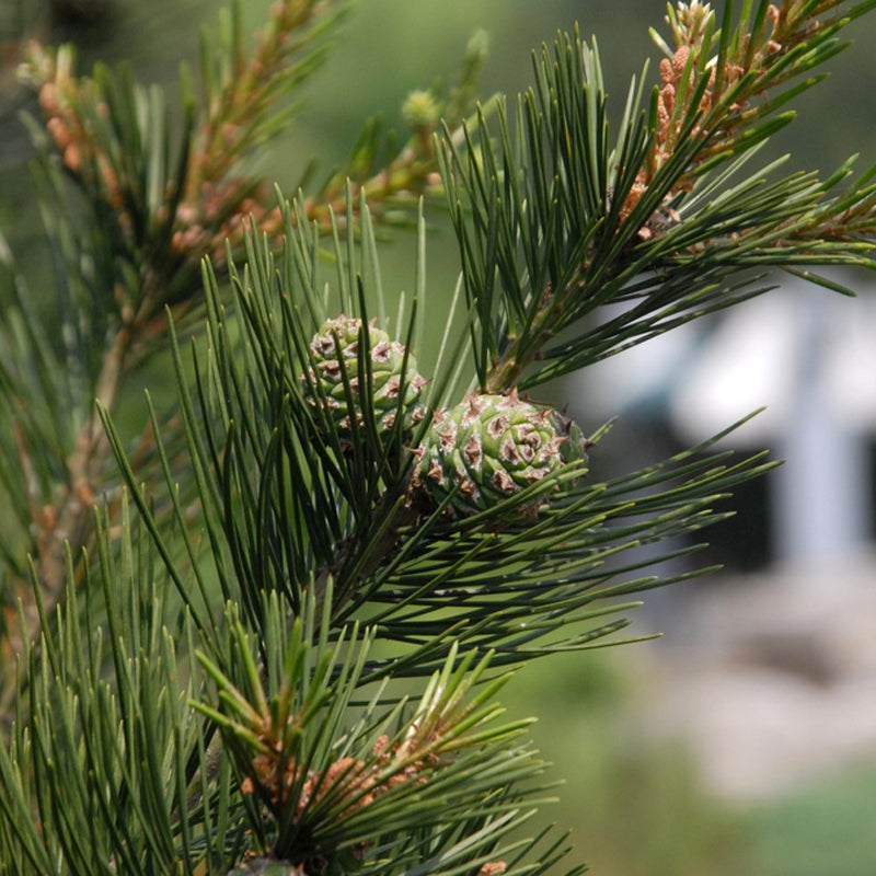 Pinus bungeana (Bunge's Pine, Lace Bark Pine, White-Barked Pine)