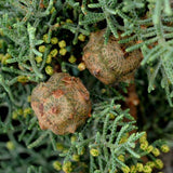 Cupressus lusitanica (Bentham Cypress)