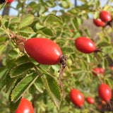 Rosa eglantaria (Sweet Briar)