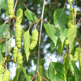 Betula pendula (alba) s.g. (European White Birch)