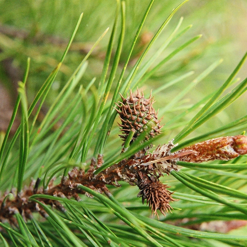 Pinus engelmannii (Apache Pine)