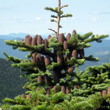 Abies phanerolepis (Bracted Balsam, Greek Fir)