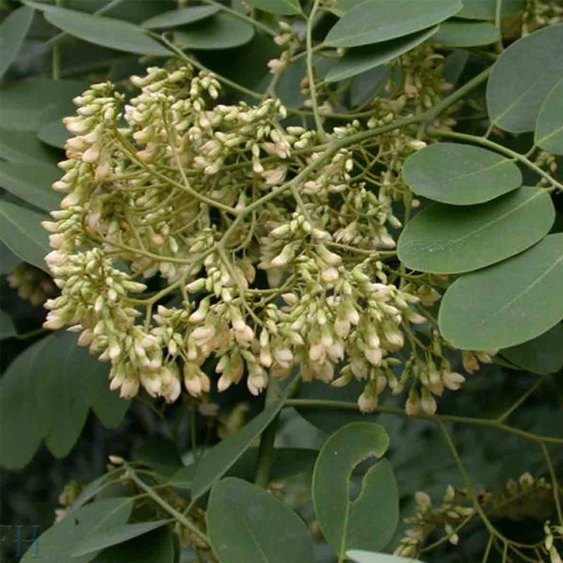 Dalbergia hupeana (Hardy Rosewood)