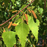 Betula populifolia (Gray Birch)