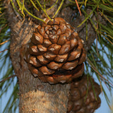Pinus pinea (Italian Stone pine)