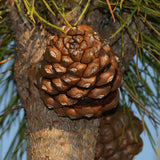 Pinus pinea (Italian Stone pine)